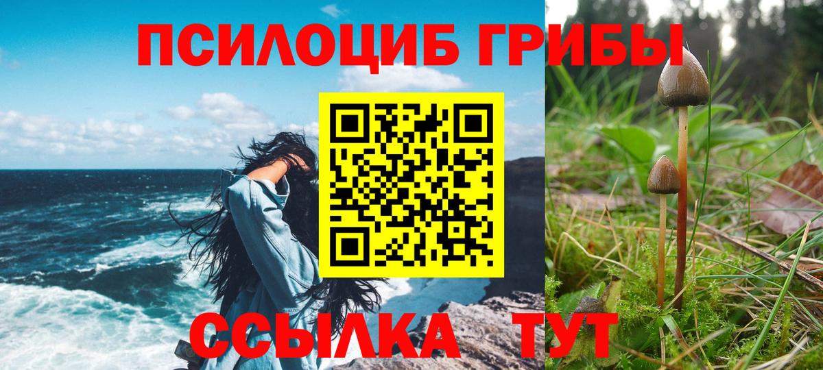 Губкинский  Псилоцибиновые грибы Psilocybine cubensis  цена   Псилоцибиновые грибы Psilocybine cubensis  Вход с VPN 